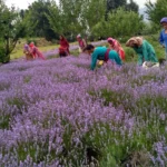 WhatsApp Image 2022-07-28 at 10.34.32 AM